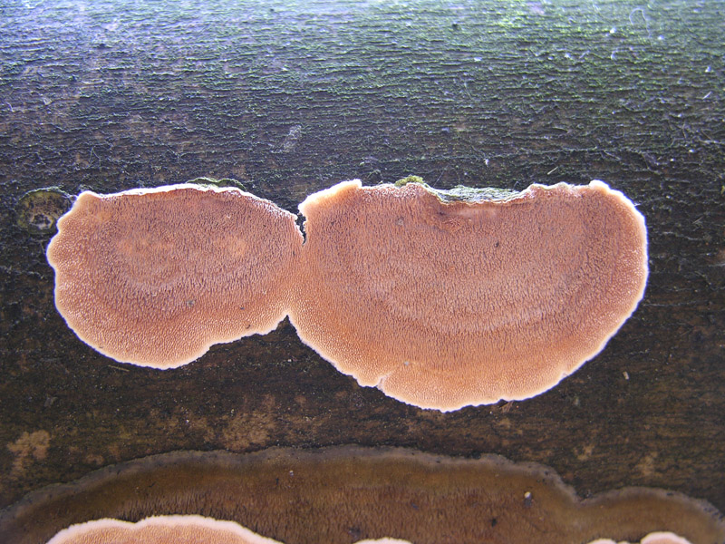 Su legno lavorato 0001.- (Steccherinum ochraceum)